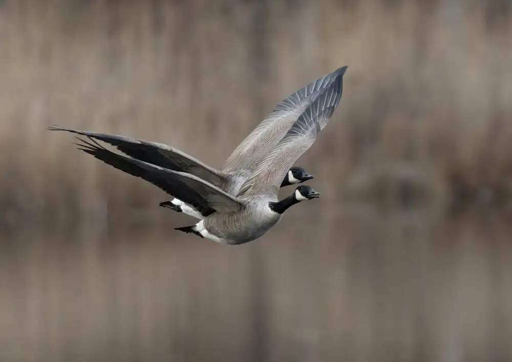 Wallberg, Allan: Canada goose (Branta canadensis)