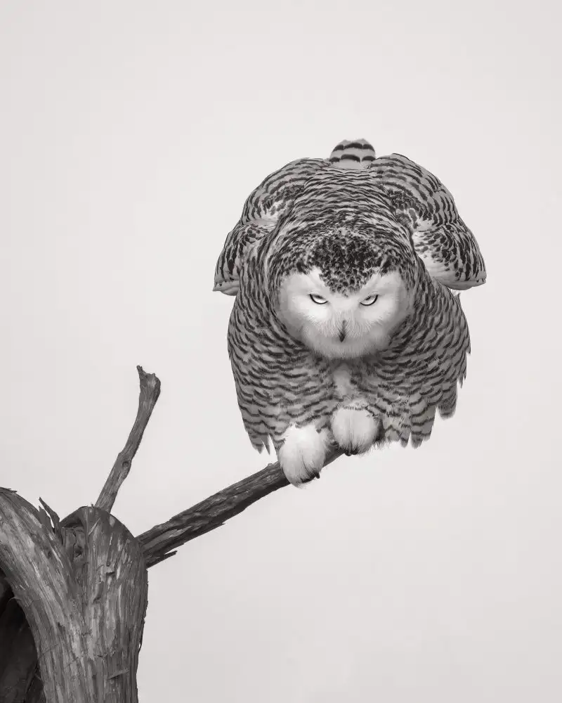 Wang, Ti: Unusual pose