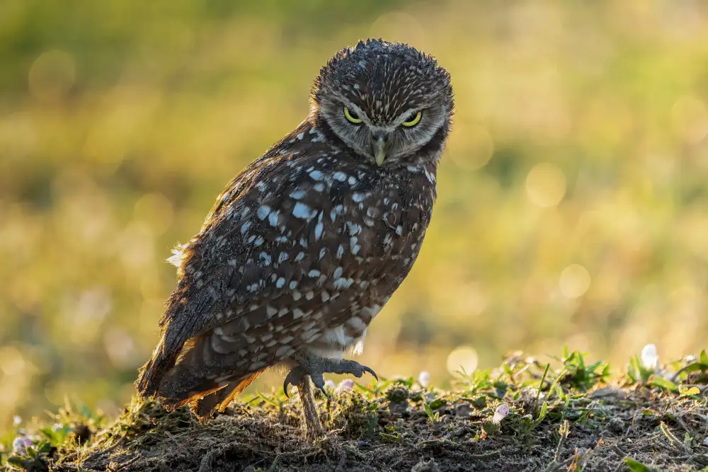 Xu, Leah: angry eyes