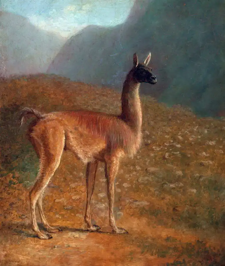 Agasse, Jacques-Laurent: Guanaco