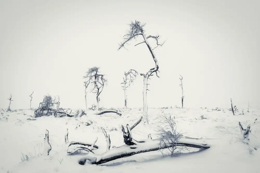 Popan, Adrian: Natural Design