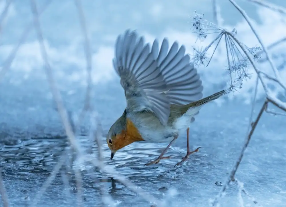 Wallberg, Allan: Pettirosso europeo (Erithacus rubecula).