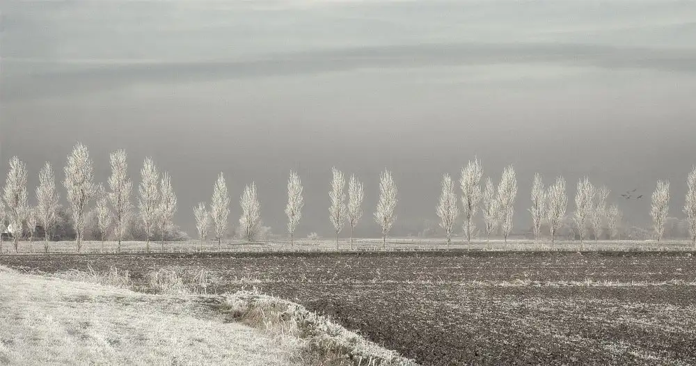 Yvette,,,, Depaepe,,,,: Winter Solstice