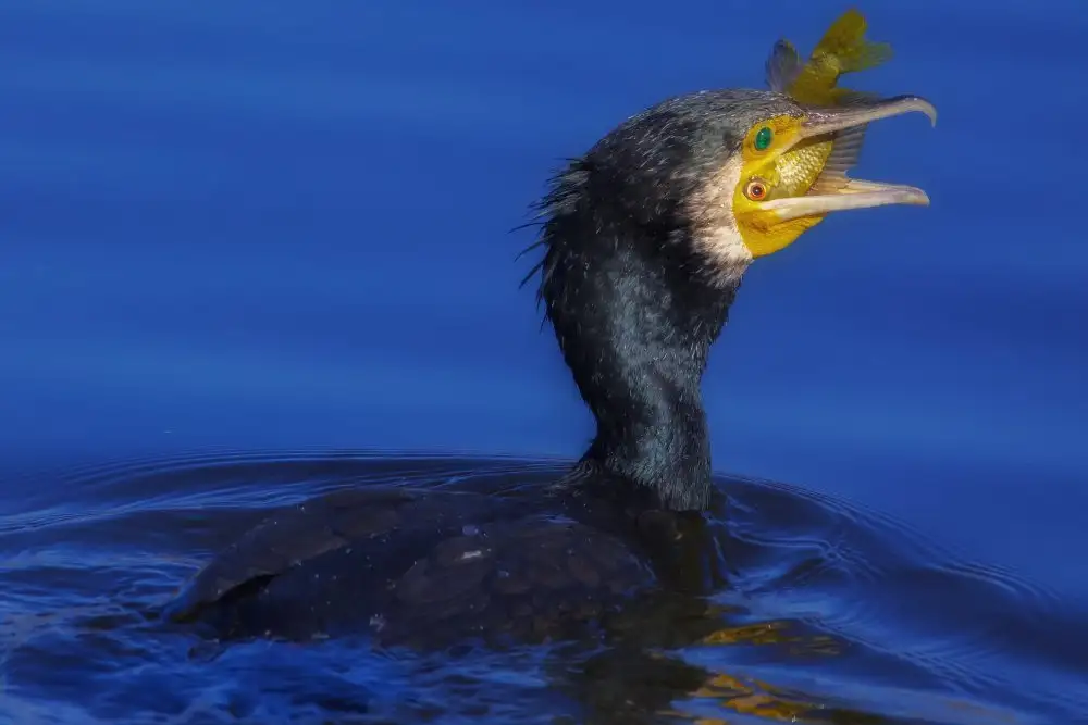 Manusevich, David: Cormorano