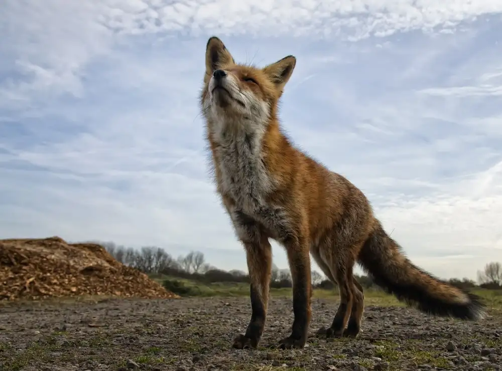 Bosch, den Gert: The curious Fox