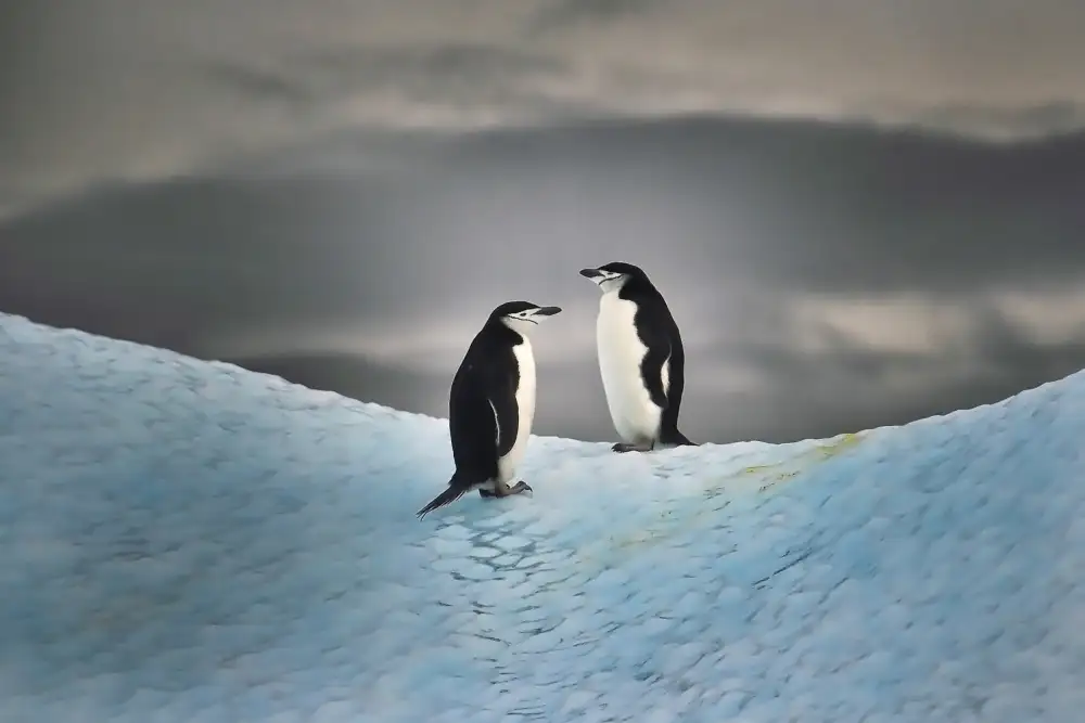 Golani, Aharon: Couple sur glace