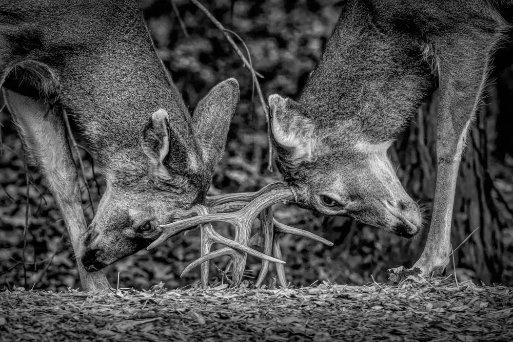 Reames, Teri: Dueling Deers