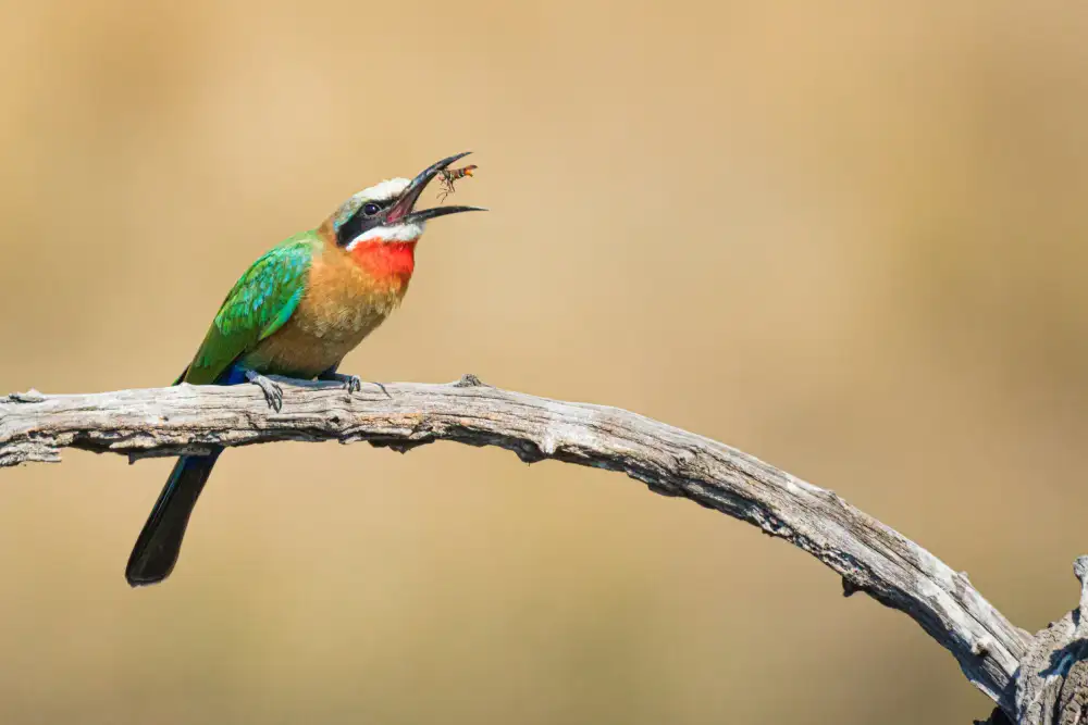 Taylor, Mike: Bee eater, eating a bee