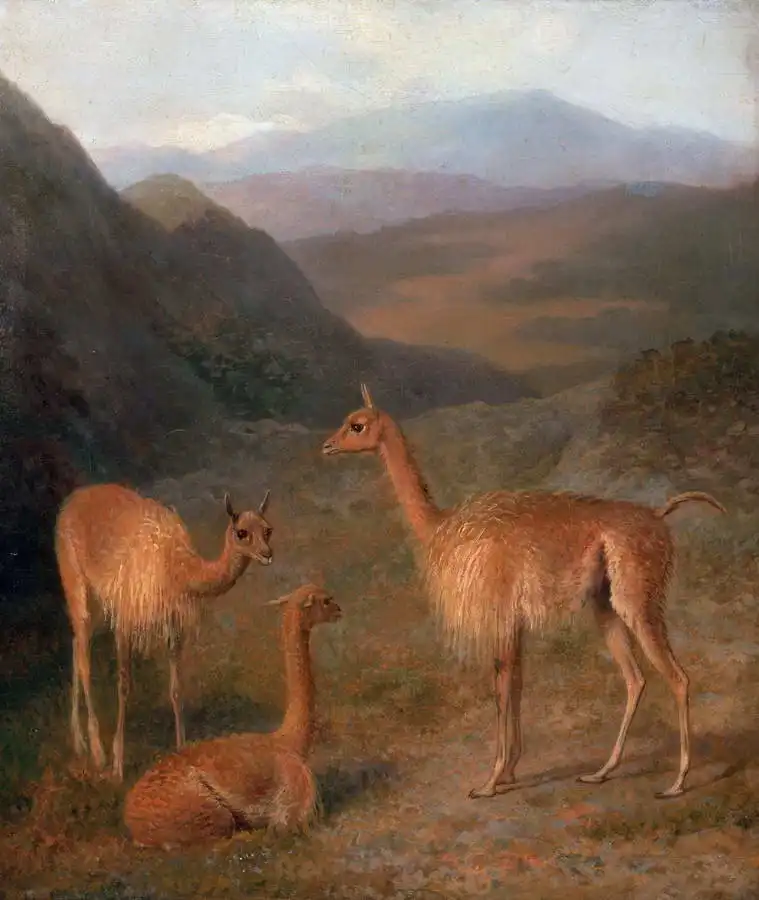 Agasse, Jacques-Laurent: Vicunas