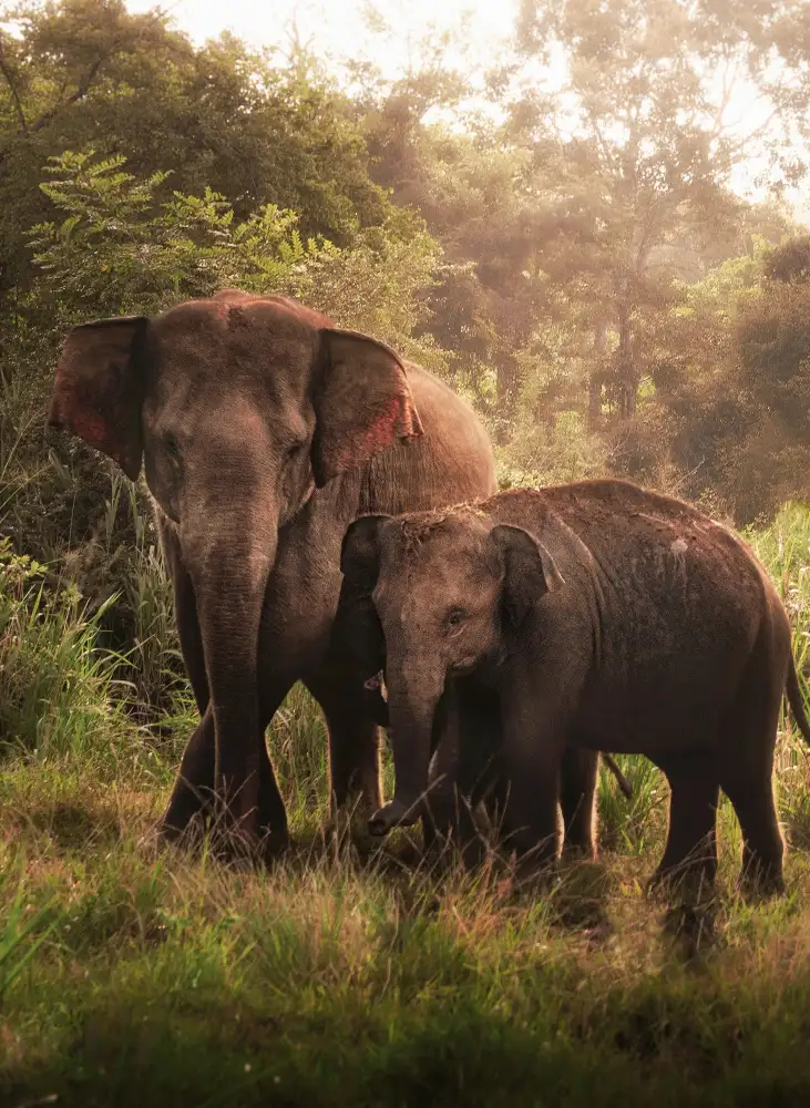 Majumder, Susnata: The elephant son and mother
