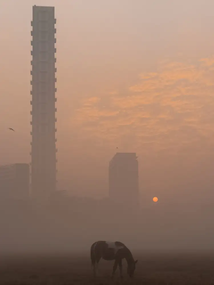 Ray, Kumarjeet: The sunrise