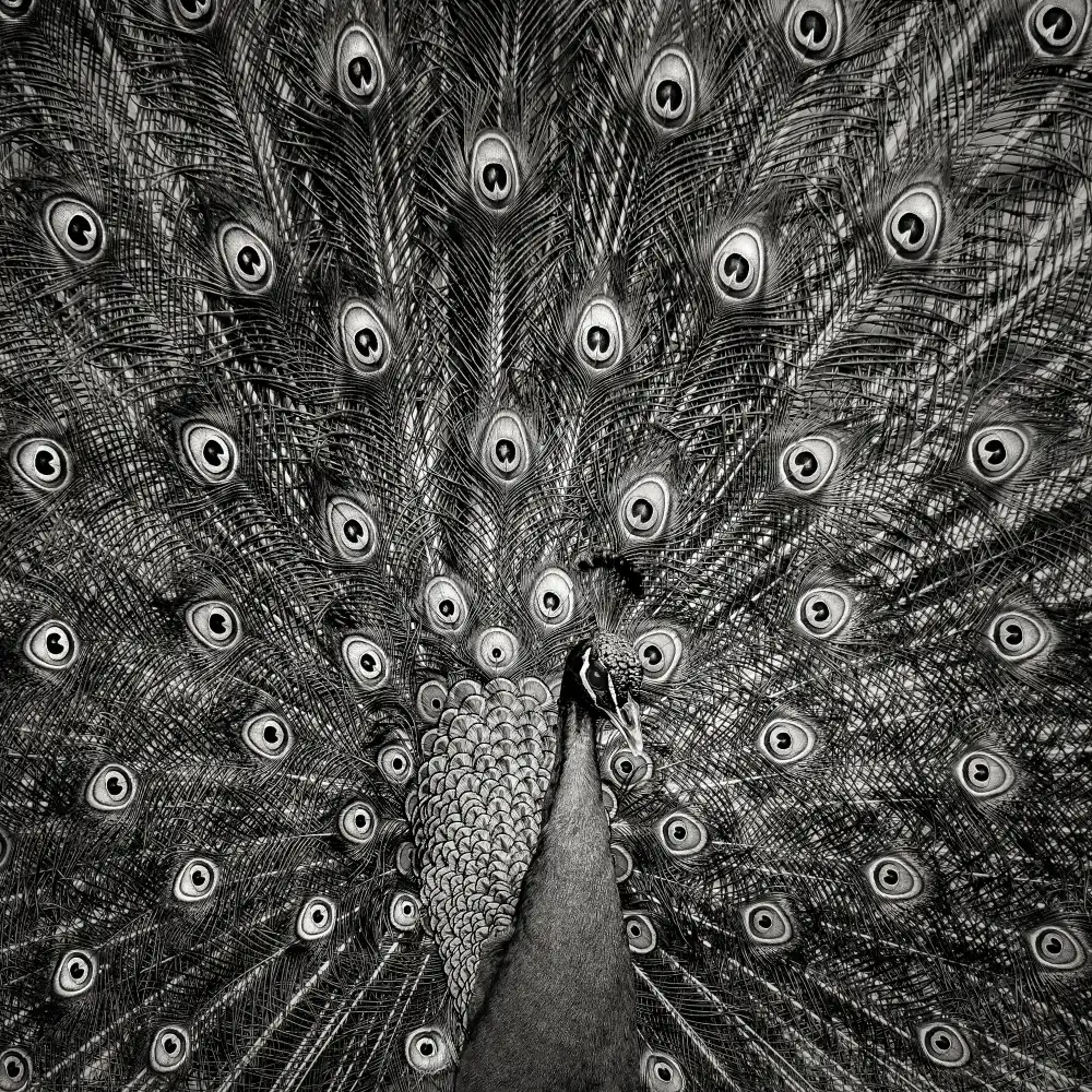 Meermann, Christian: Peacock #6