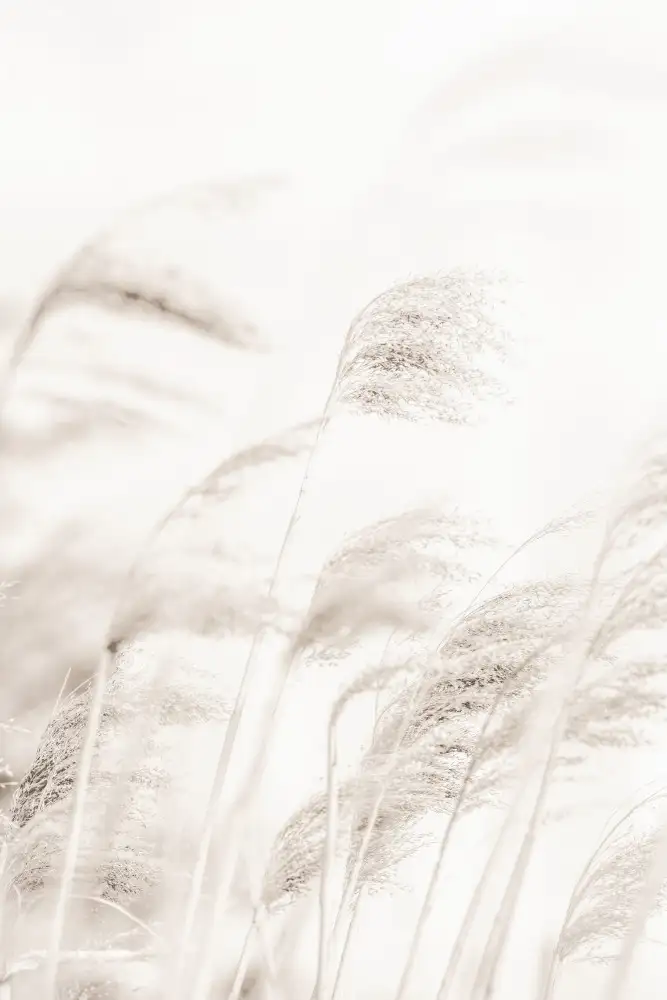 Studio, Pictufy: ROSEAU