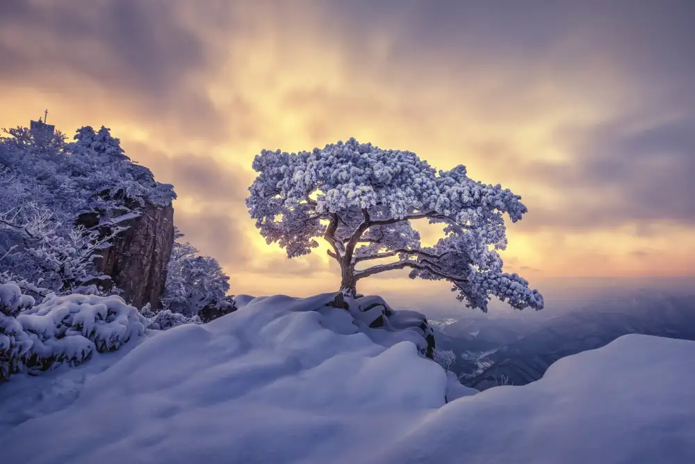 Seo, Tiger: Pine tree on the rock