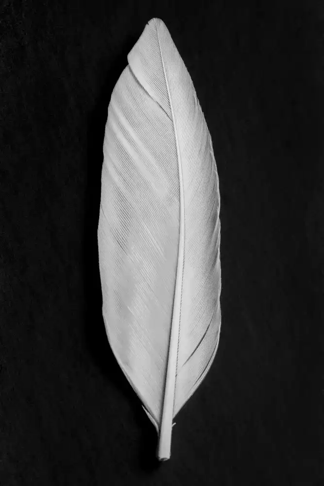 Studio, Pictufy: Plume_008