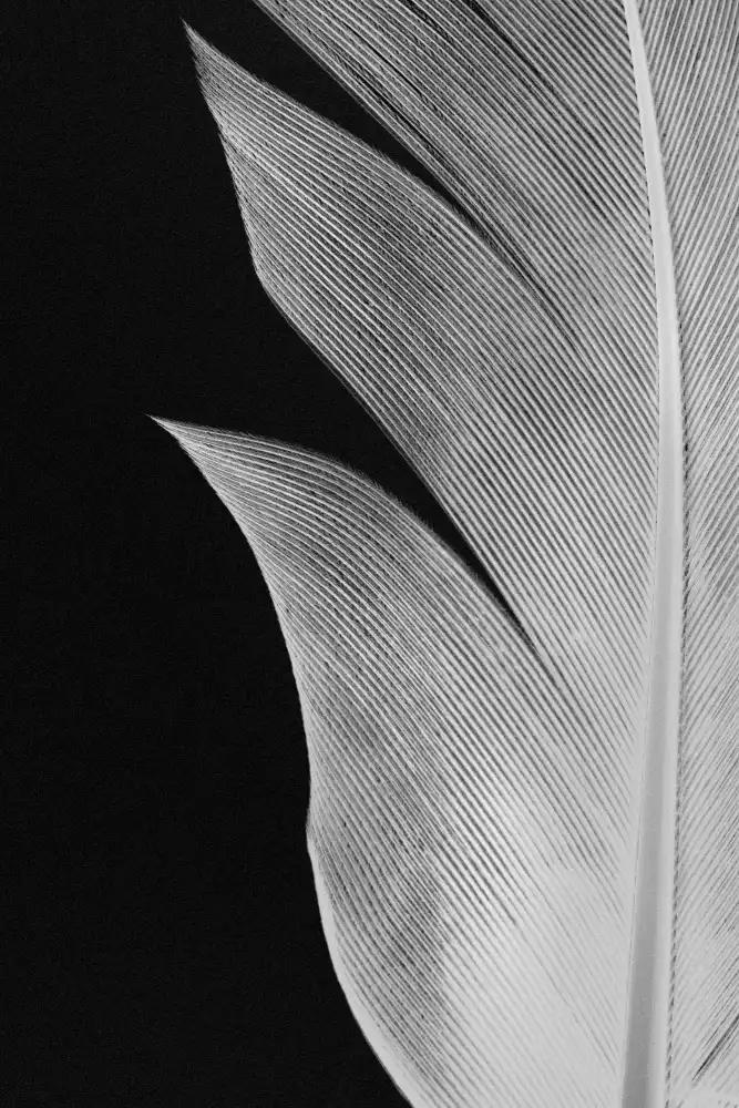 Studio, Pictufy: Feather_005