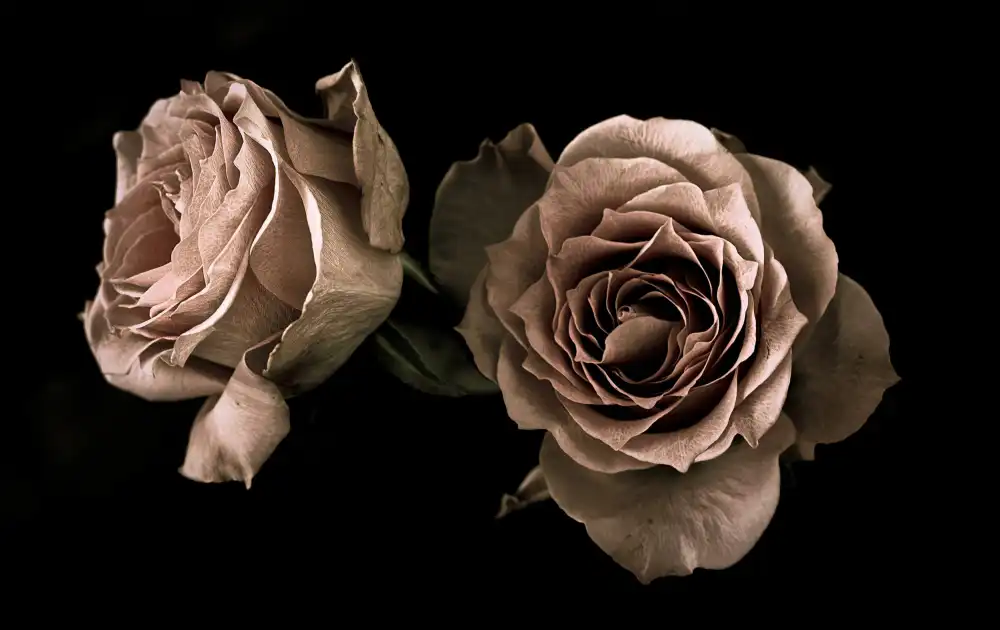 Julie, Angel: Roses