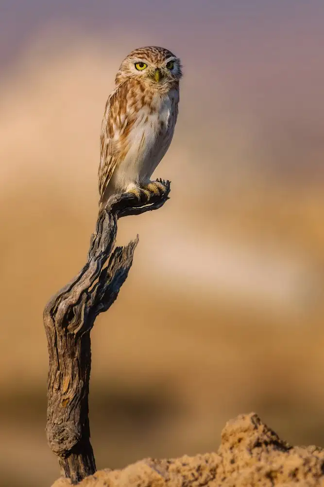 Allam, Abdelkader: Peeping Owl
