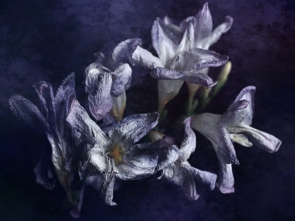 Gabor, Nicoleta: faded song