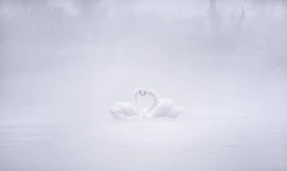 Zhang, Joan: Love in the foggy morning