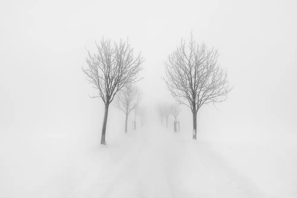 Morávek, Martin: Trees in fog