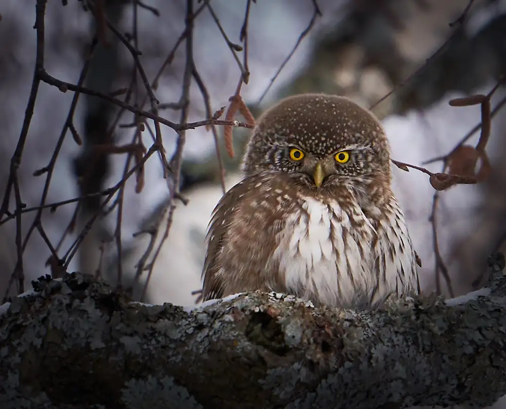 Puum, Mati: Pygmy Owl.