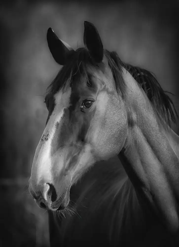 Wallberg, Allan: Horse portrait