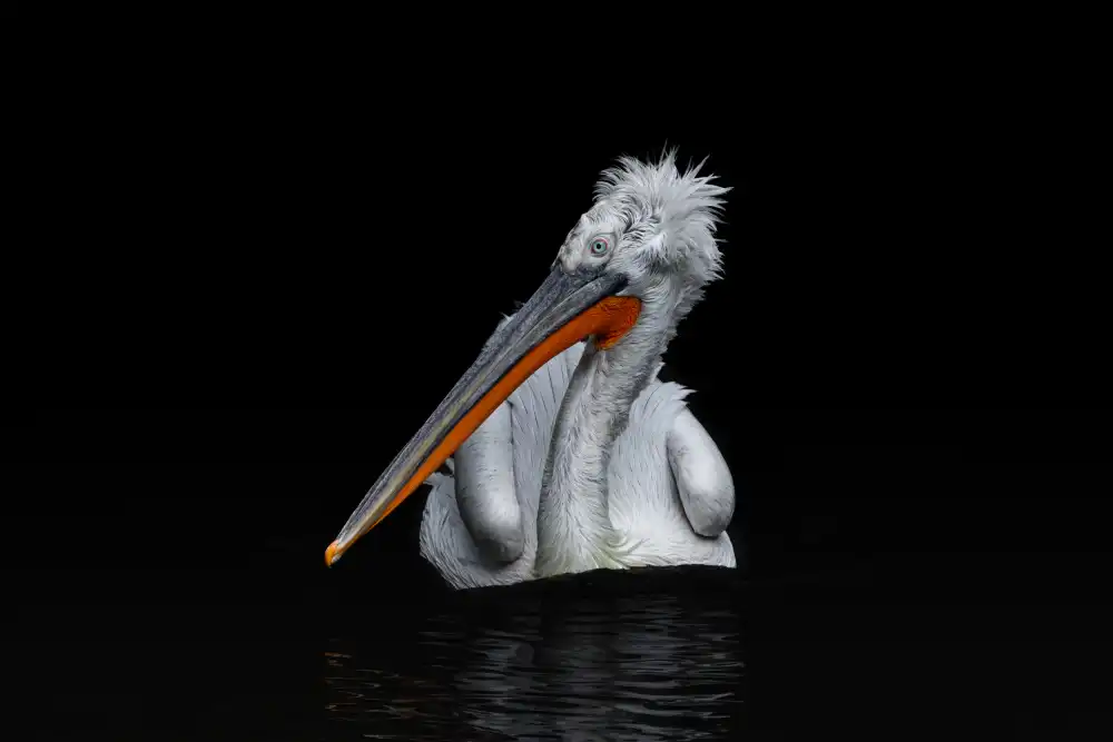 Rublina, Natalia: Dalmatian Pelican