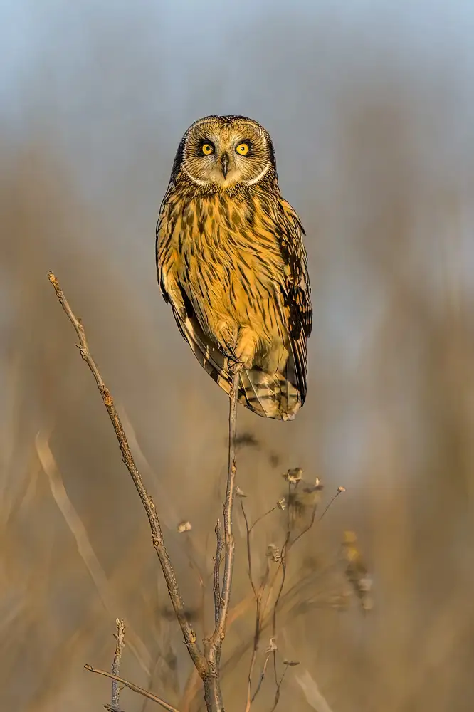 Xu, Jian: Short eared owl enjoys sunset