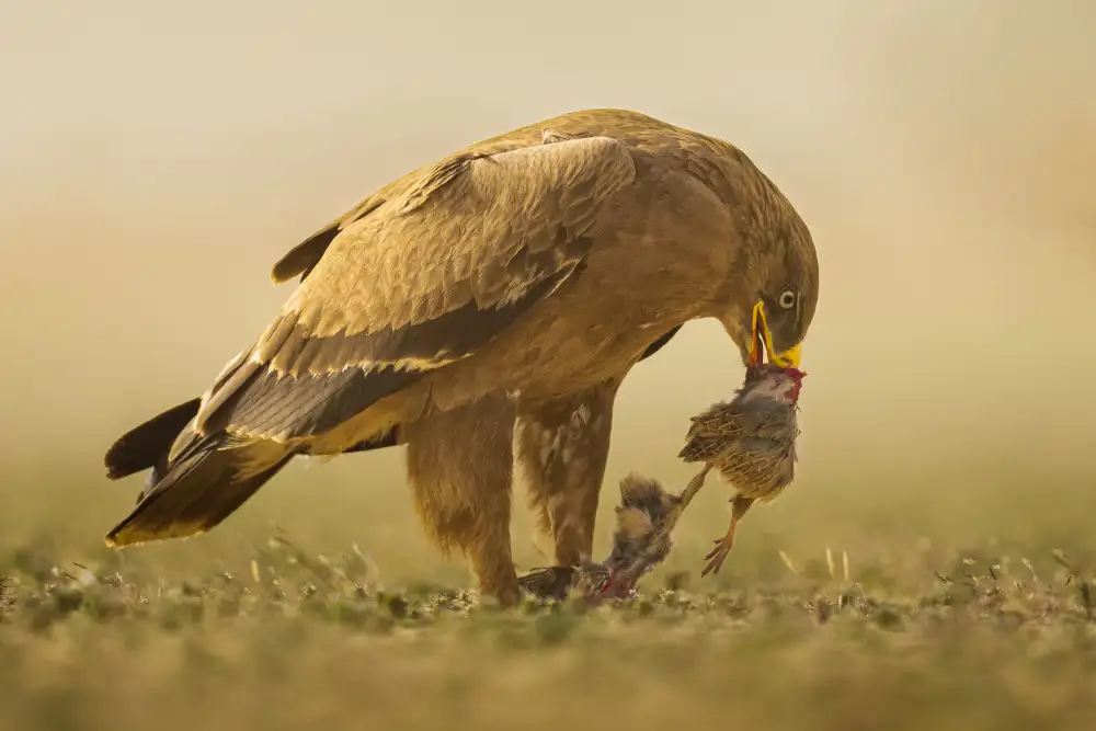 Sobhi, Ahmed: Steppe Eagle