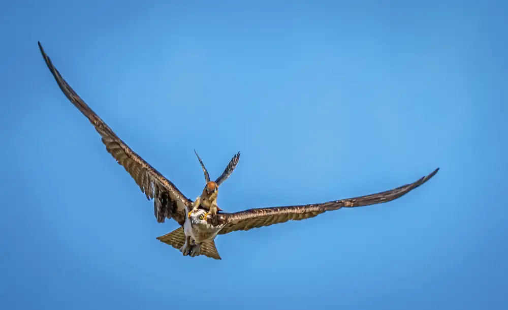 Lin, Ning: Kestrel Attacking Osprey