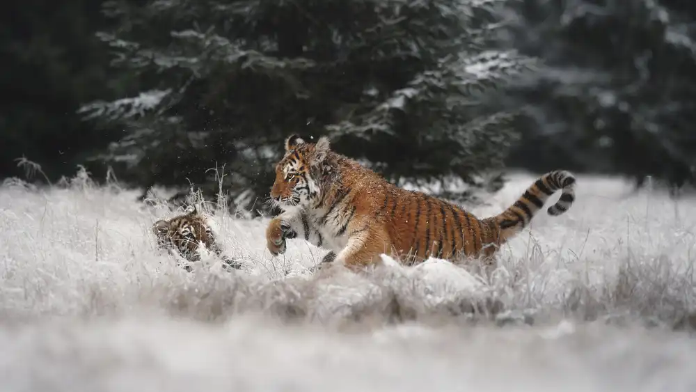 Firešová, Michaela: Freude im Schnee