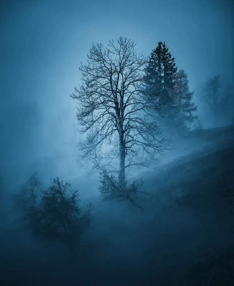 Krivec, Ales: Mystic forest