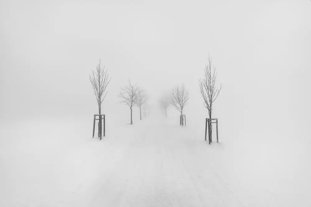Morávek, Martin: Trees in fog #3