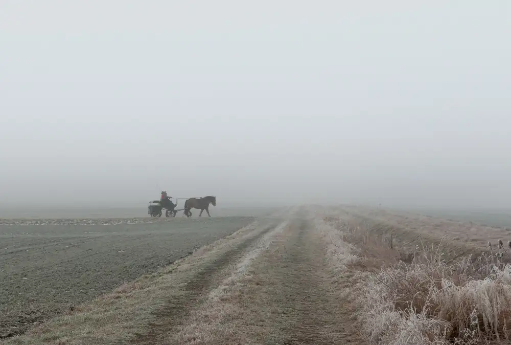 Günther, Hans: Kutsche im Nebel