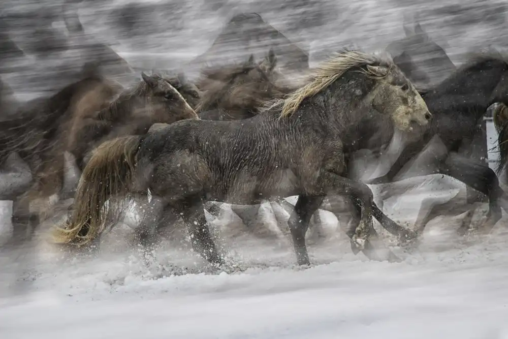 Malovrh, Milan: Galop 2