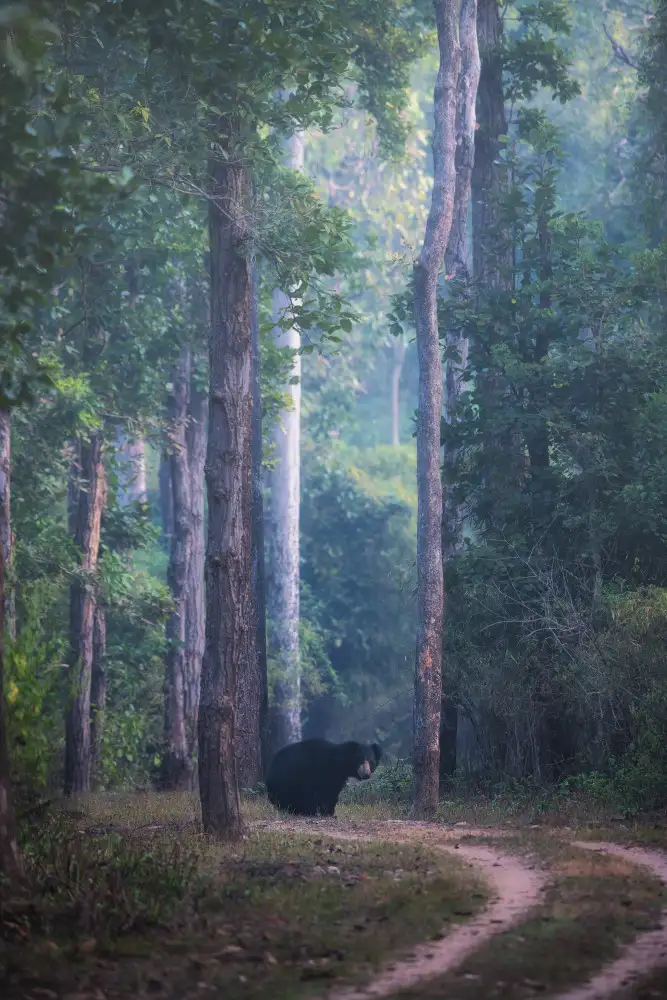 Swapnil: Sloth bear