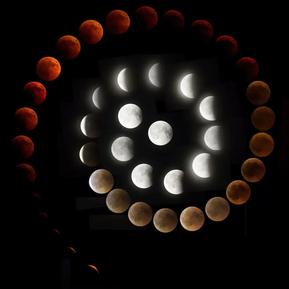 Lionse, Art: Snail eclipse