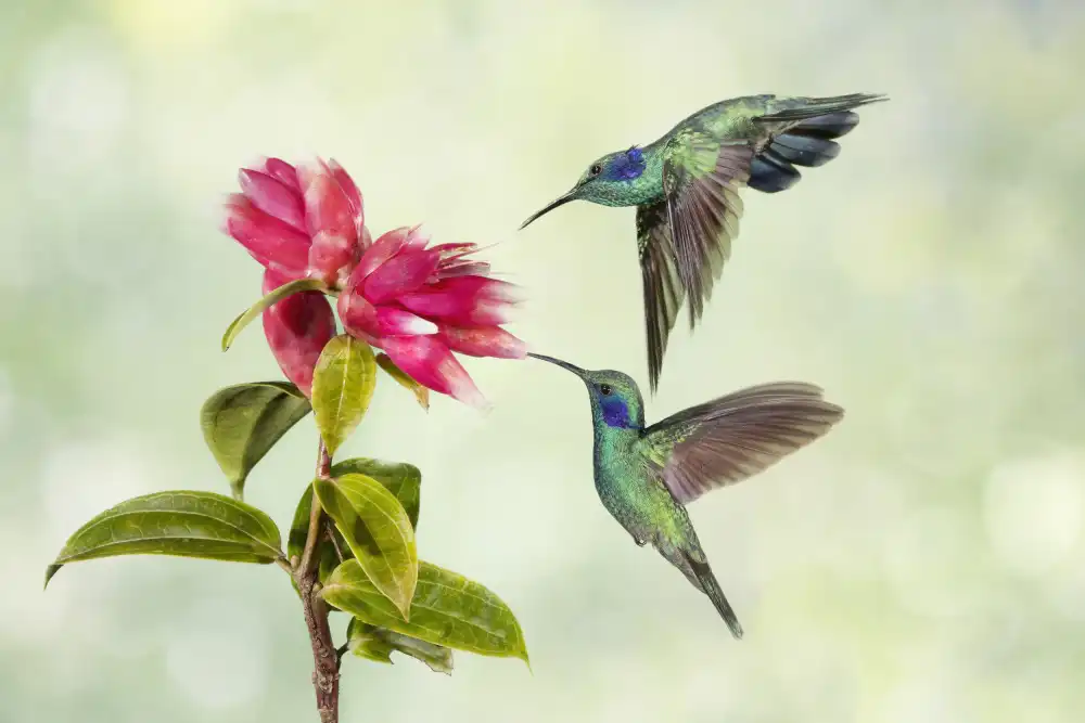 Lester, D Linda: Colibrì della Costa Rica
