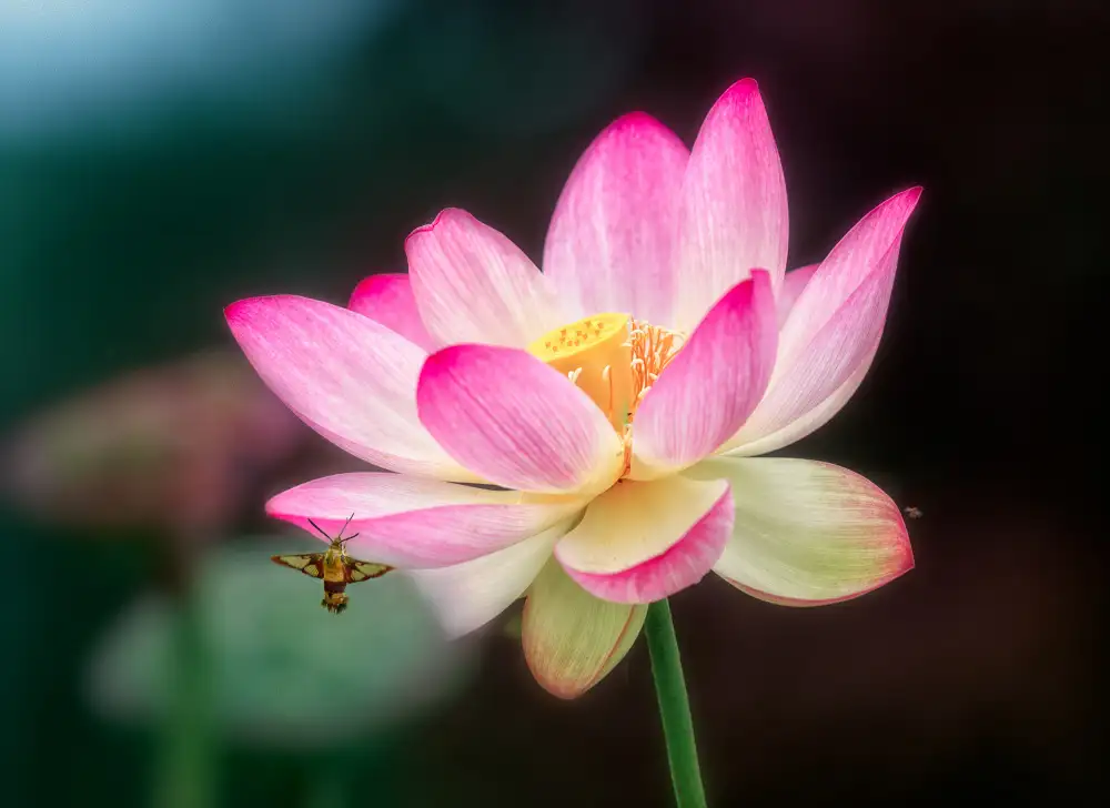 Lu, Ling: Il loto