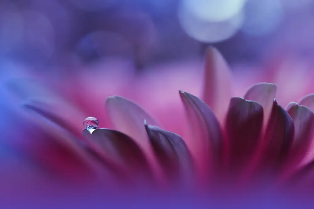 Nan, Juliana: Cuore in fiore...II