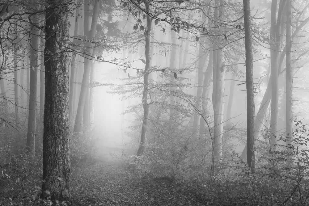 Maier, Norbert: The silence of the woods