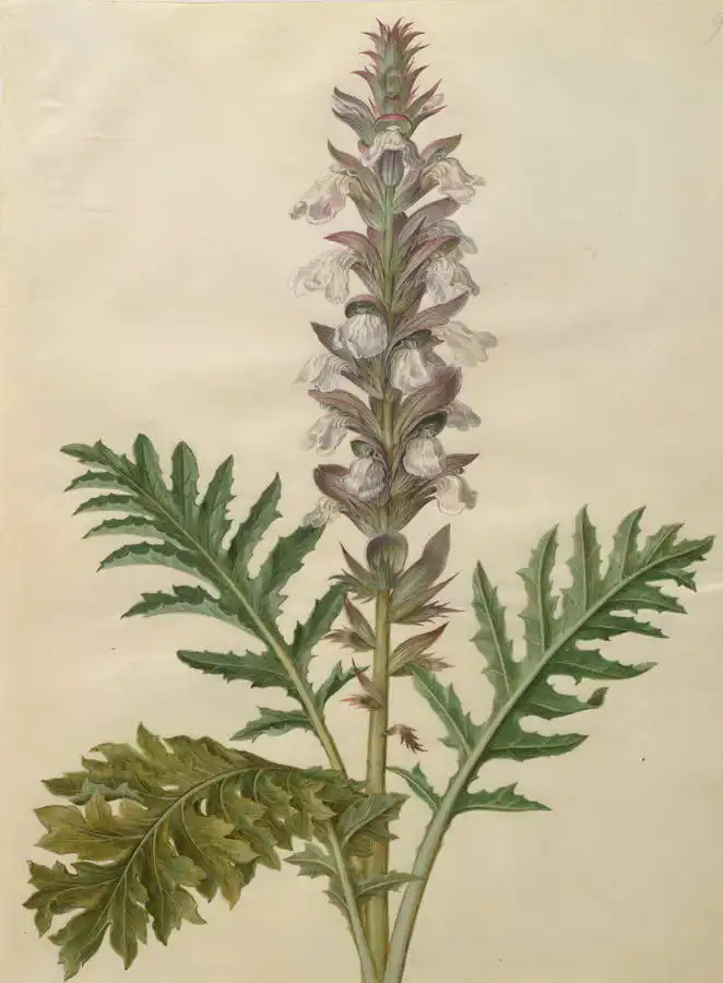 Holtzbecher, Johannes: Acanthus mollis