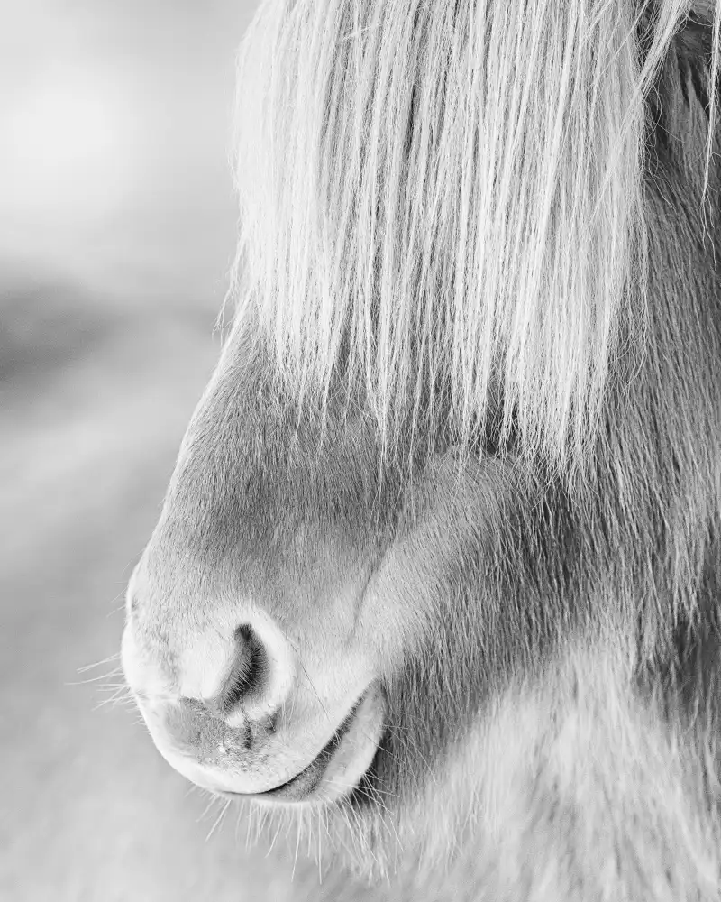 Kort, Bragi: Icelandic horse in winter fur