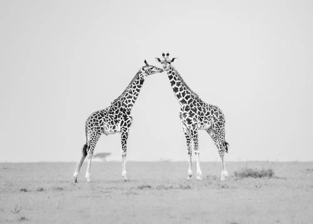 Jiao, Yang: Giraffe affection