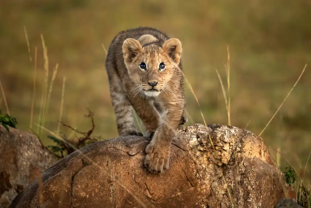 Tsui, Hung: A little lion
