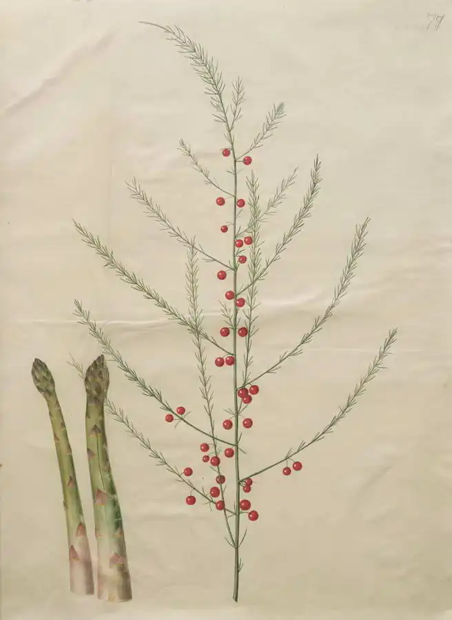 Holtzbecher, Johannes: Asparagus officinalis