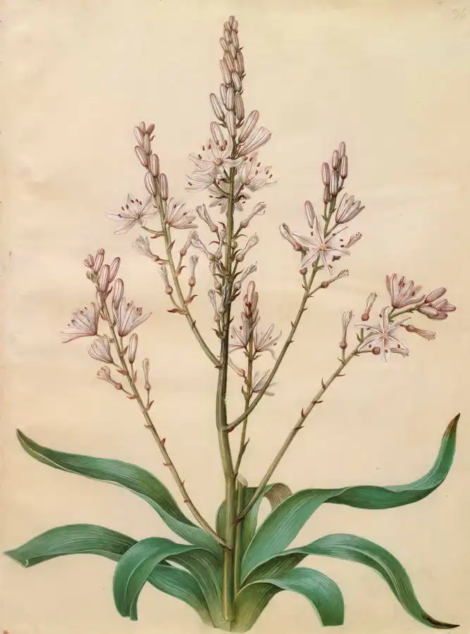 Holtzbecher, Johannes: Asphodelus ramosus