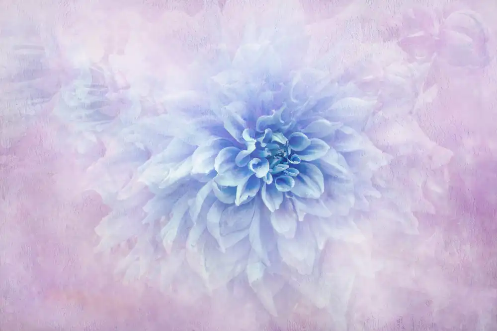 Parker, Jacky: Daydream
