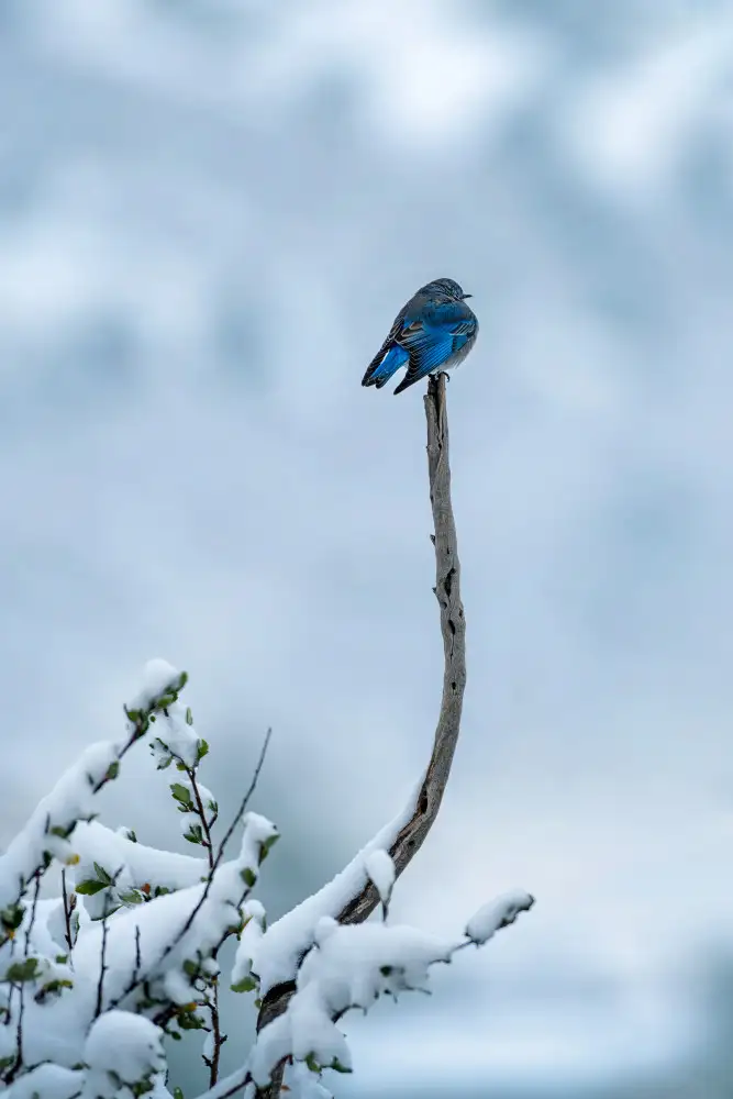 Xu, Mei: Bird in Snow Day